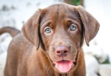brown short coated dog with tongue out