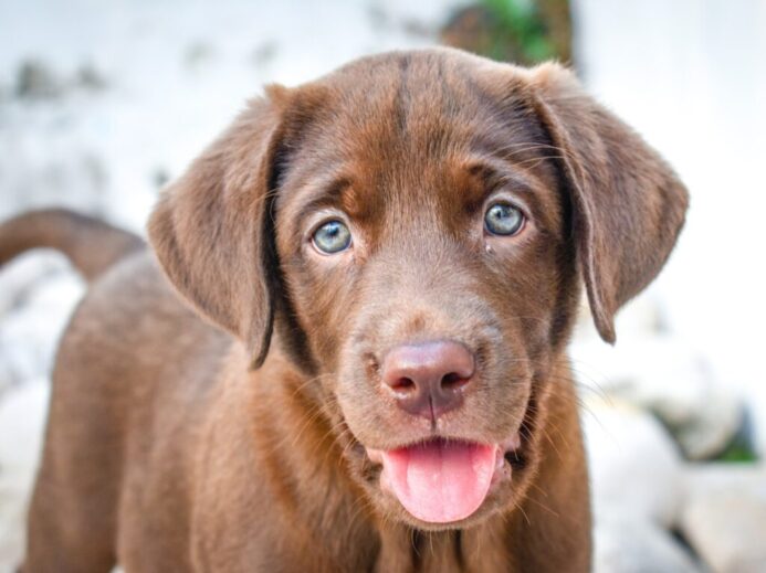 brown short coated dog with tongue out