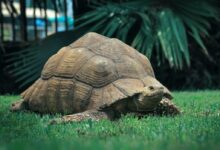 brown turtle on green grass during daytime