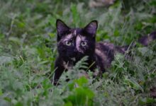 black cat on green grass during daytime
