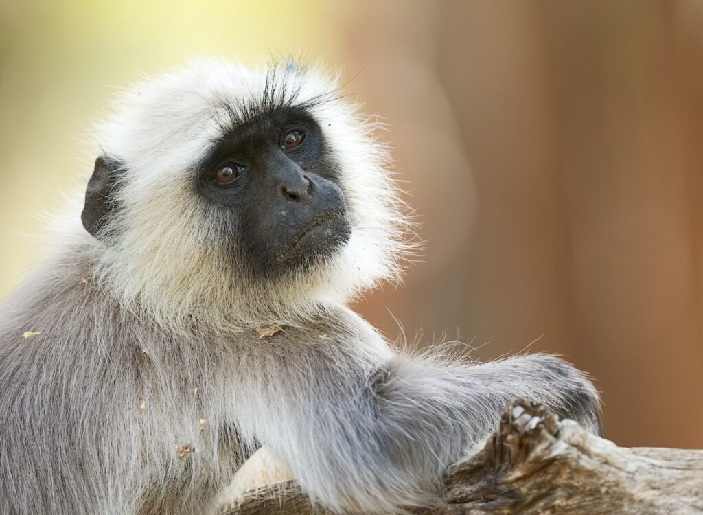 gray and white monkey sitting on brown wooden surface during daytime
