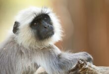gray and white monkey sitting on brown wooden surface during daytime