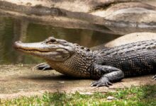 black crocodile on body of water during daytime
