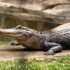 black crocodile on body of water during daytime