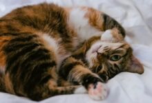 calico cat lying on white comforter