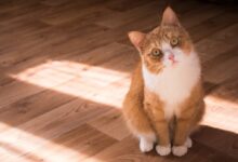 short-fur brown and white cat resting on floor