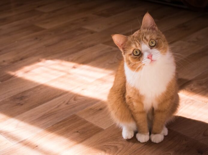 short-fur brown and white cat resting on floor
