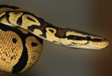 sipa