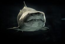 Selective Photo of Gray Shark