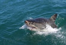 shark on sea