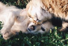 white dog and gray cat hugging each other on grass