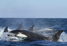 blue and white whales