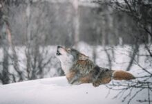 brown and white wolf on snow covered ground