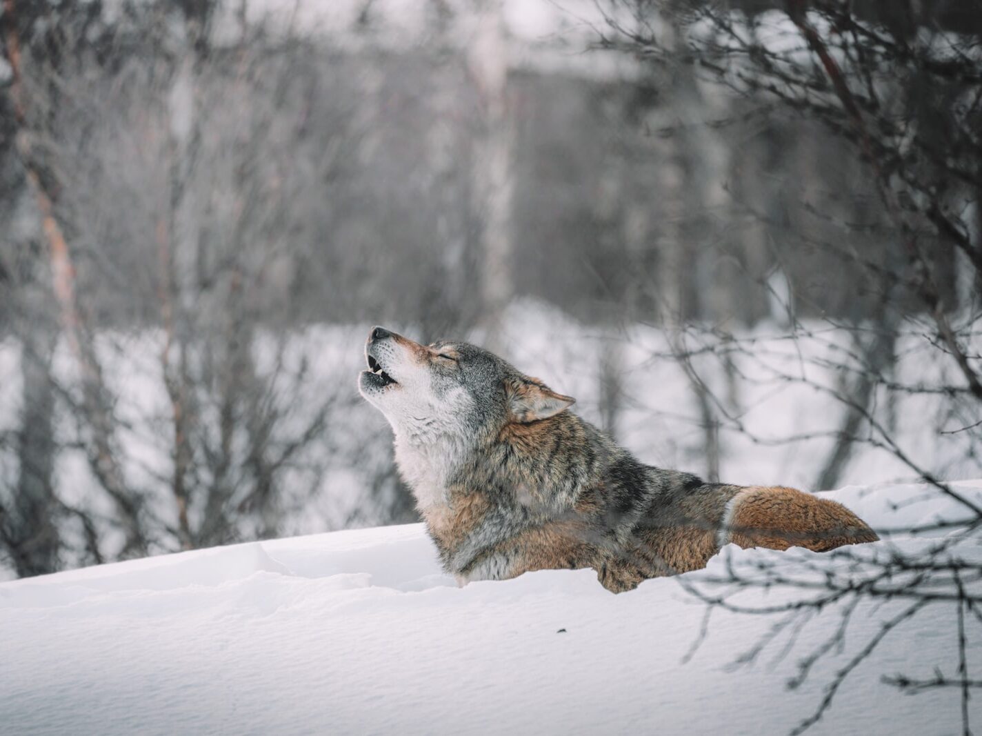 brown and white wolf on snow covered ground