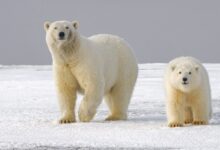 polar bear on snow covered ground during daytime