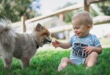 boy in black and white stripe shirt sitting on green grass field beside brown pomeranian puppy
