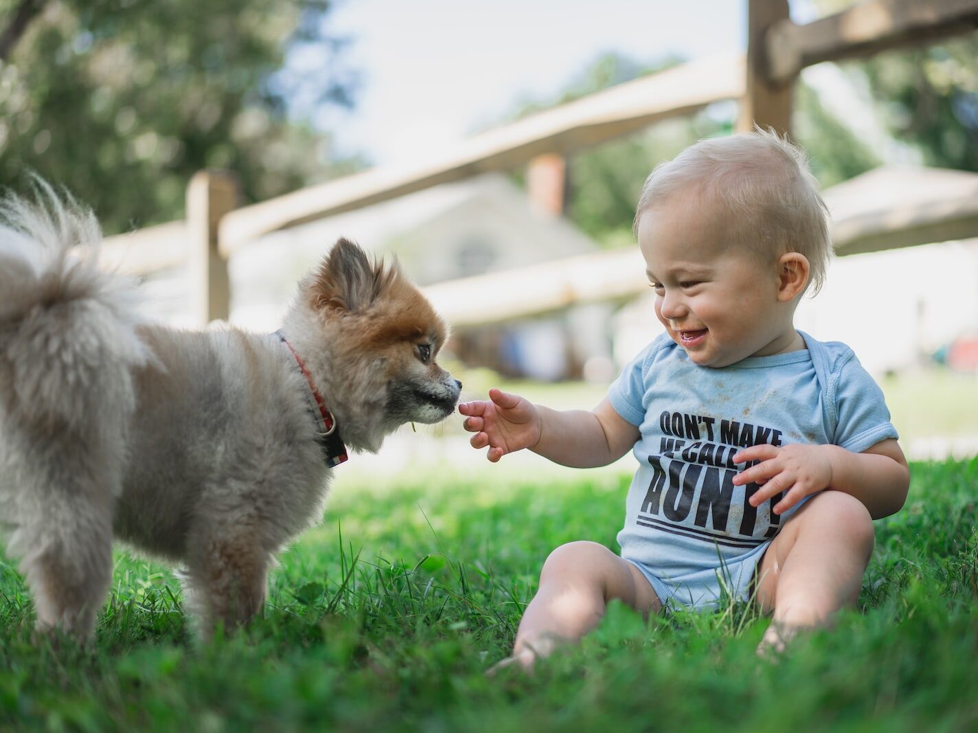 boy in black and white stripe shirt sitting on green grass field beside brown pomeranian puppy