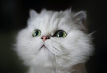 white kitten shallow focus photography