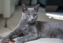 russian blue cat lying on brown wooden table