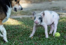 pink and gray pig beside dog