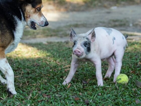 pink and gray pig beside dog