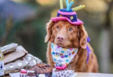 brown long coated dog wearing pink and white polka dot shirt