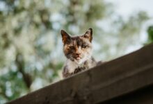 selective focus photography of calico cat on roof