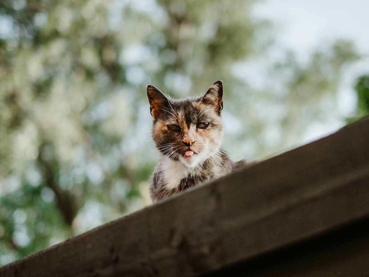 selective focus photography of calico cat on roof