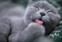 cat licking its paw