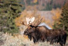 brown moose on green grass during daytime