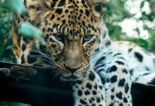 brown leopard near trees