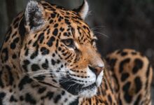 brown and black leopard in close up photography