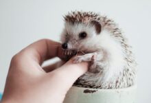 white and brown hedgehog