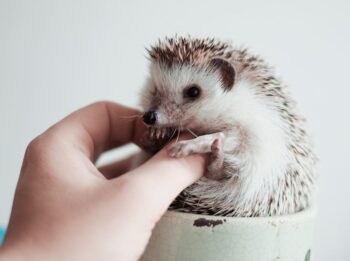 white and brown hedgehog