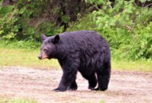 black bear on soil ground near trees