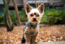 black and tan yorkshire terrier puppy on ground during daytime