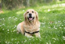 medium short-coated white dog lying on green grass field