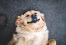 adult cream golden retriever laying on floor