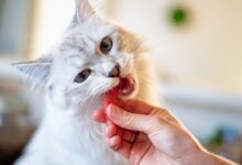person holding orange tabby cat