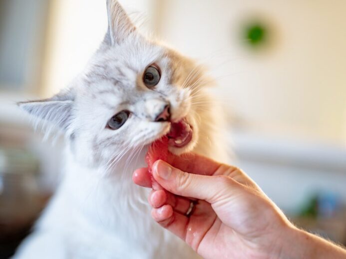 person holding orange tabby cat