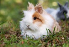 white and brown rabbit on grass fields