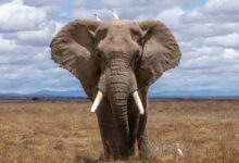 elephant walking during daytime