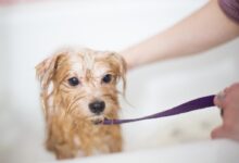 brown long coated small dog