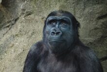 closeup photo of black gorilla