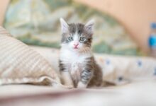 white and gray kitten on white textile