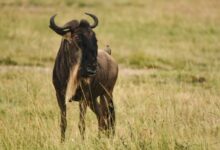 black water buffalo on brown grass field during daytime