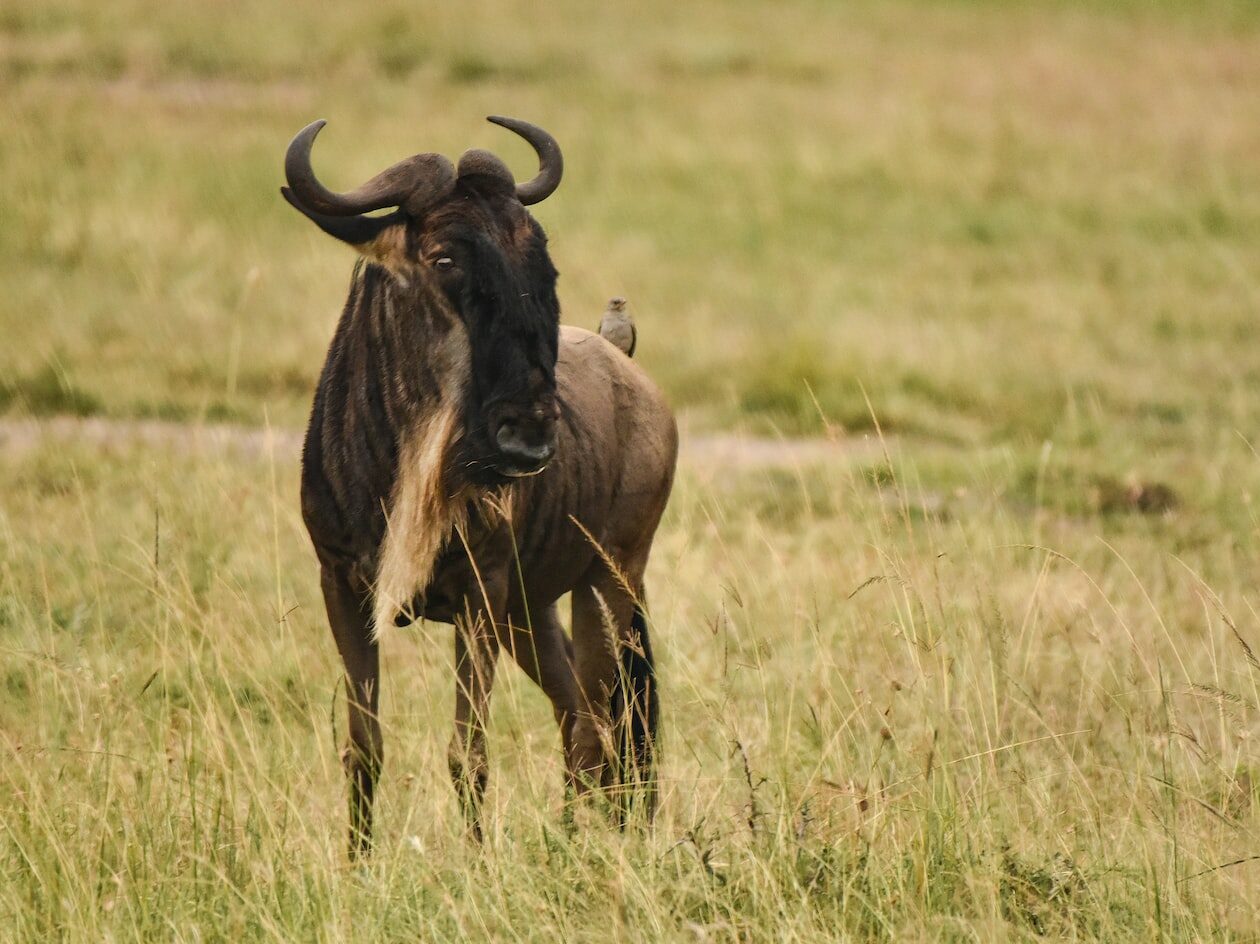 black water buffalo on brown grass field during daytime