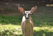 brown and white deer on green grass field during daytime
