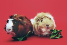two brown and beige hamsters wallpaper