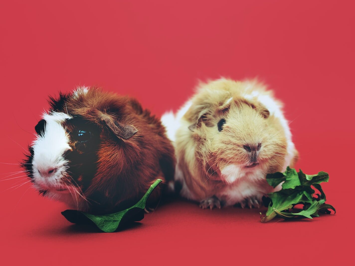 two brown and beige hamsters wallpaper